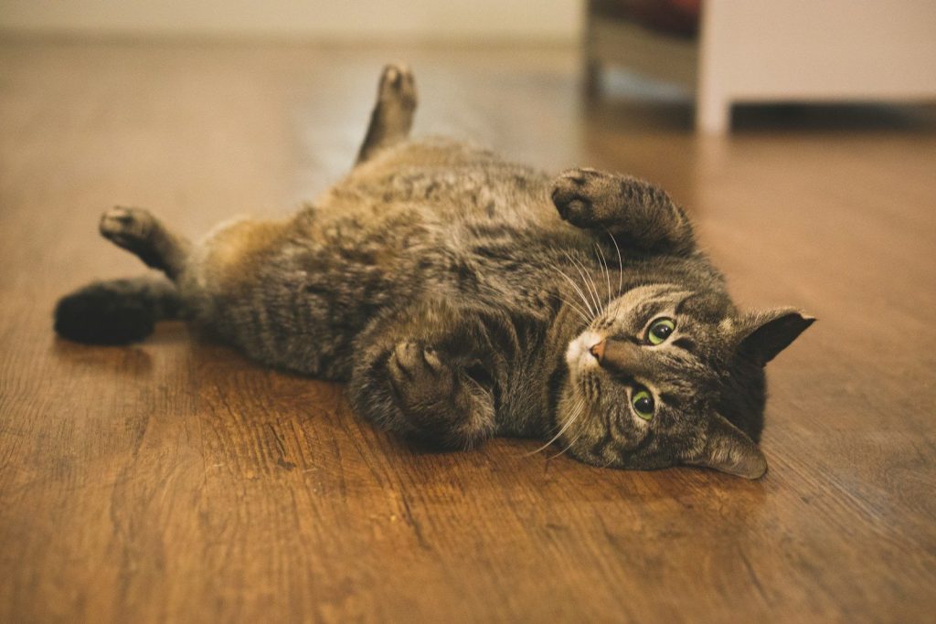 brown tabby cat lying on brown wooden floor
