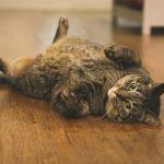 brown tabby cat lying on brown wooden floor