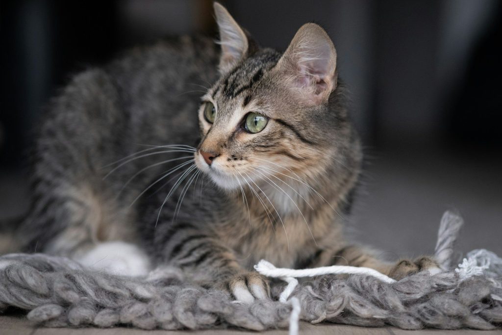 brown tabby cat on white textile