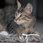 brown tabby cat on white textile