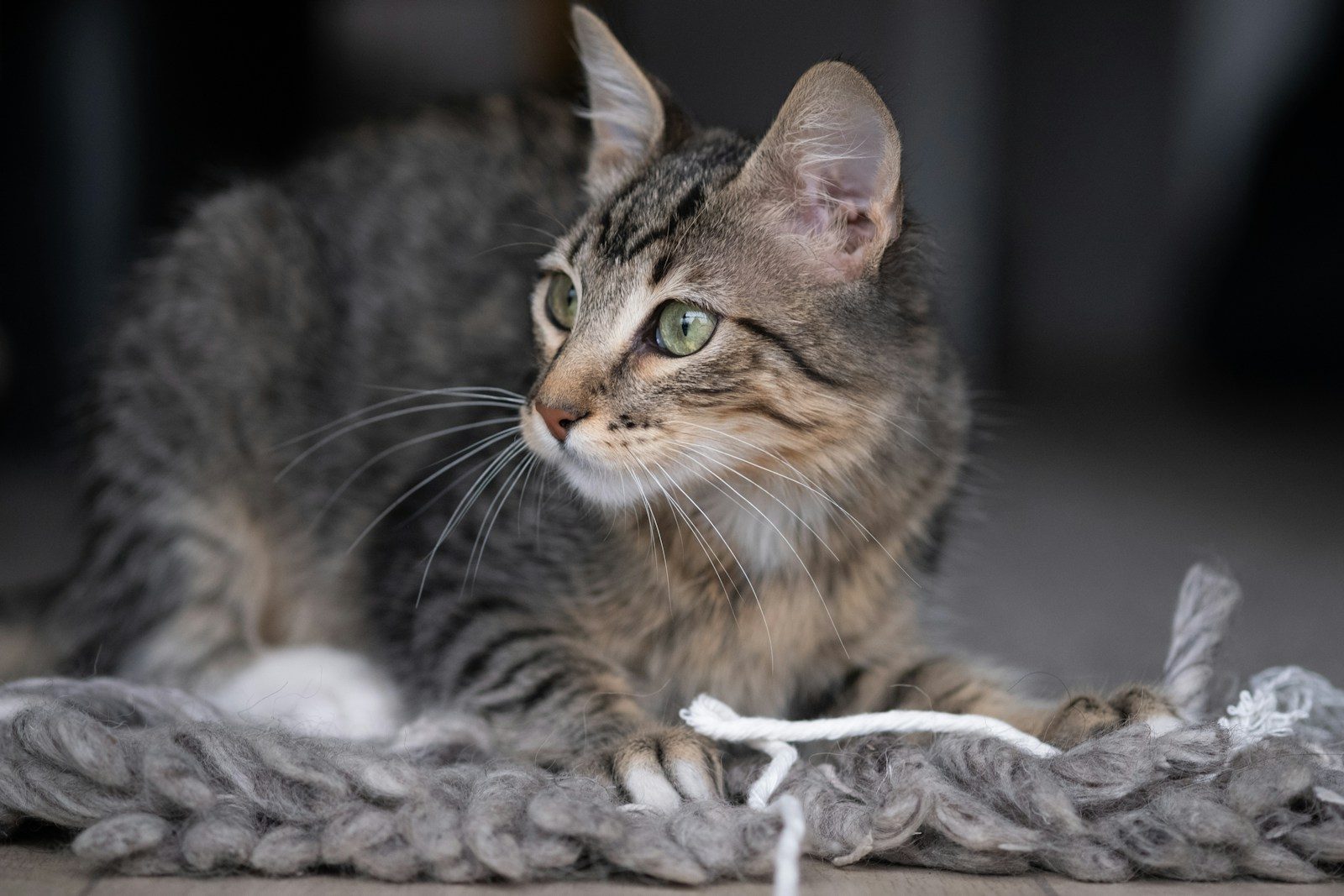 brown tabby cat on white textile