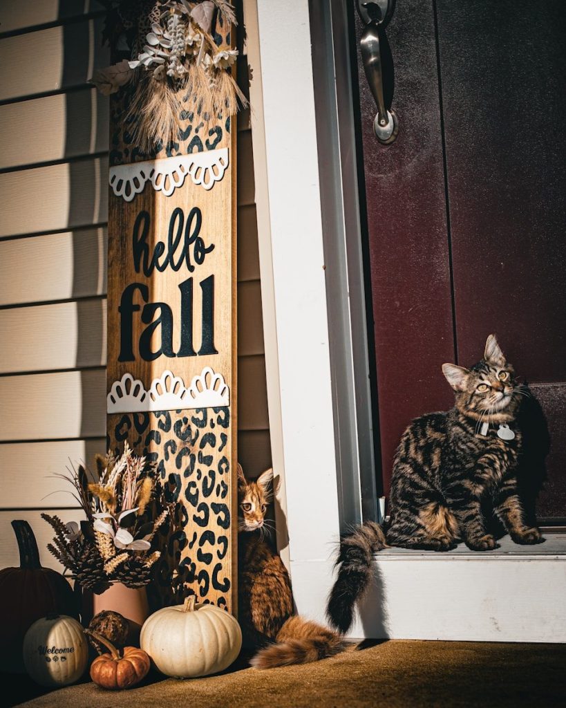 Two cats sit by a fall decoration on a porch.