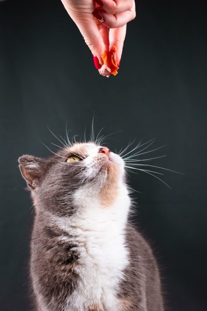 A cat looks up at a hand offering a treat.
