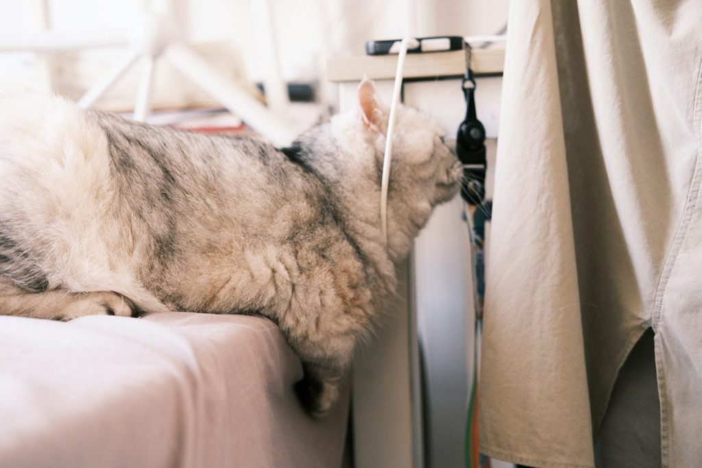 a cat that is laying down on a bed