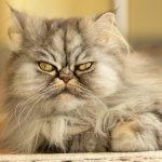 grey and white long fur cat