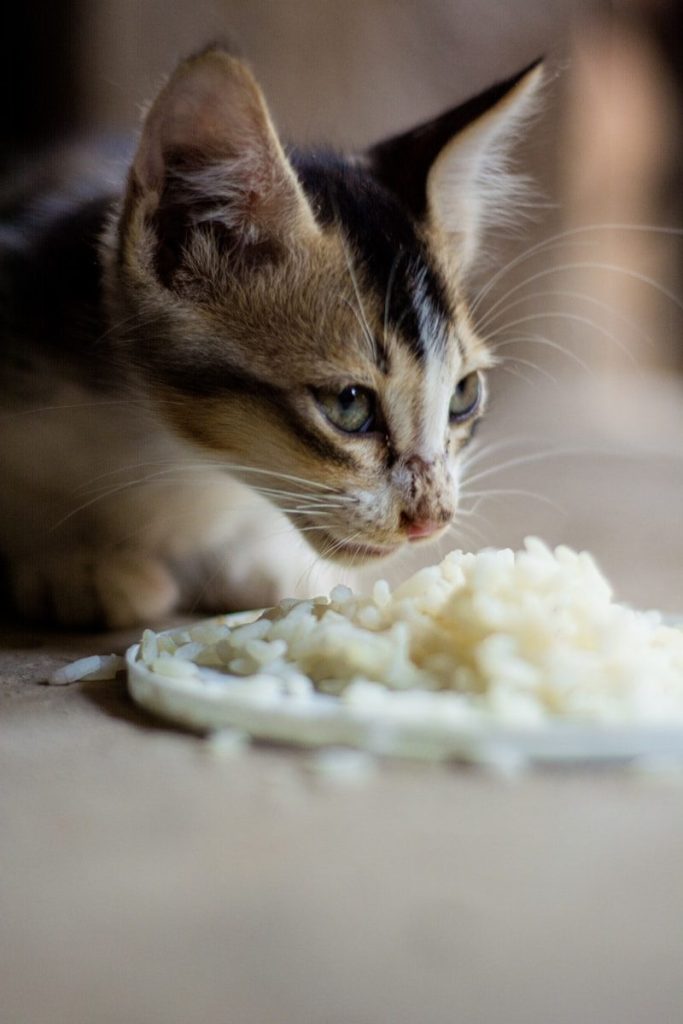 brown and black cat eating