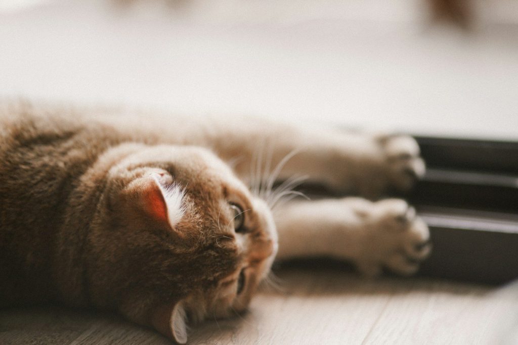 A cat is relaxing on the floor.