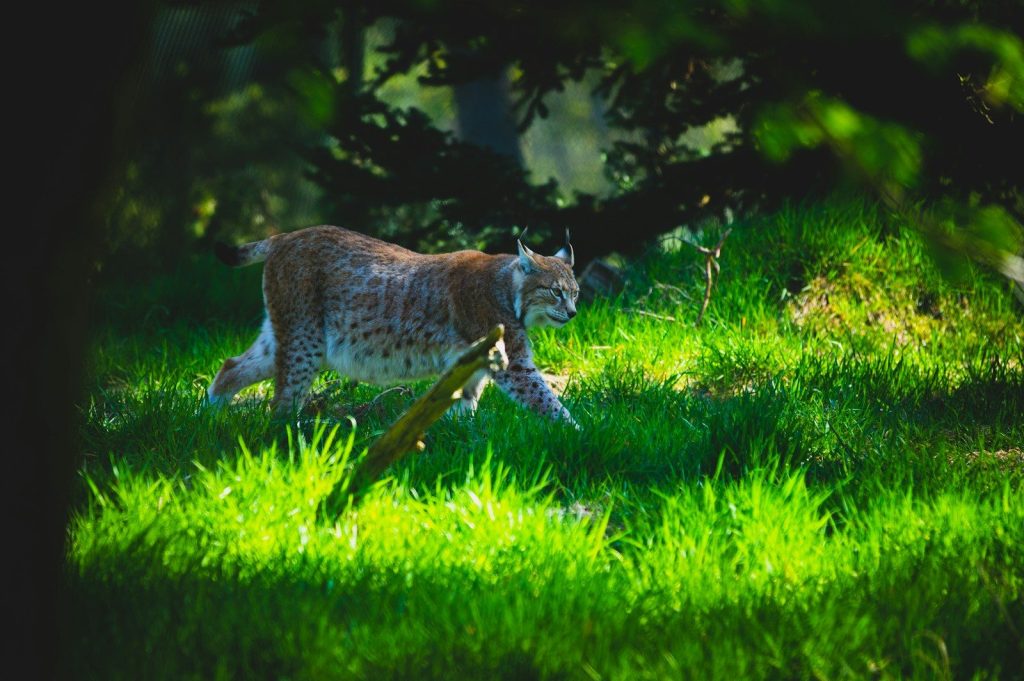 a tiger running through grass