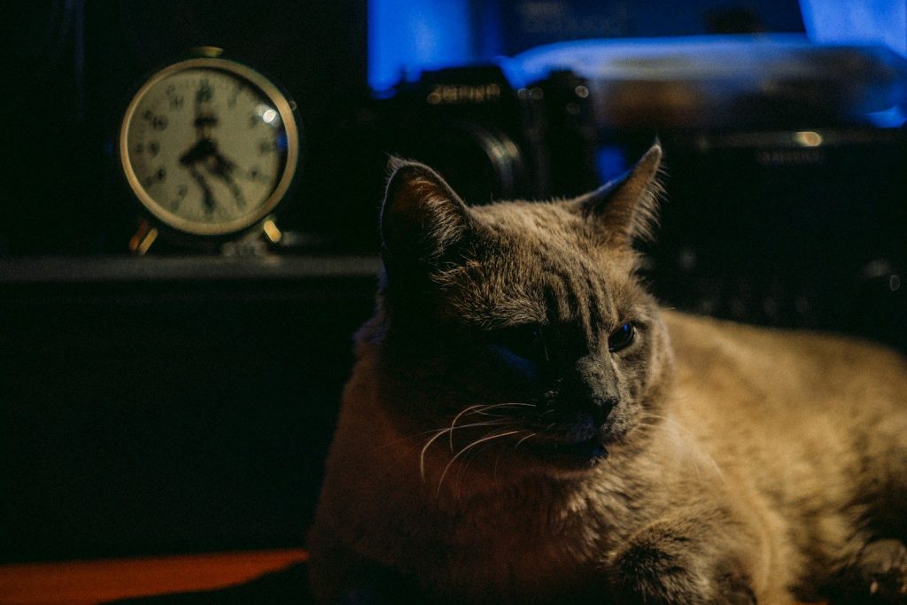 A cat sits near a clock in the dim light.