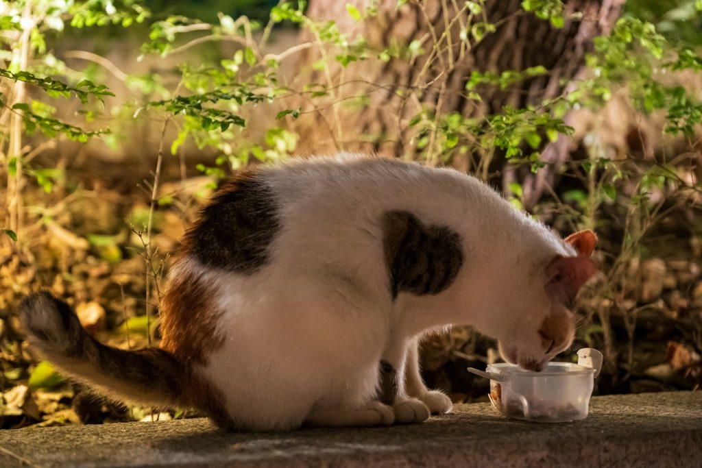 A cat eating from a bowl outdoors at night.