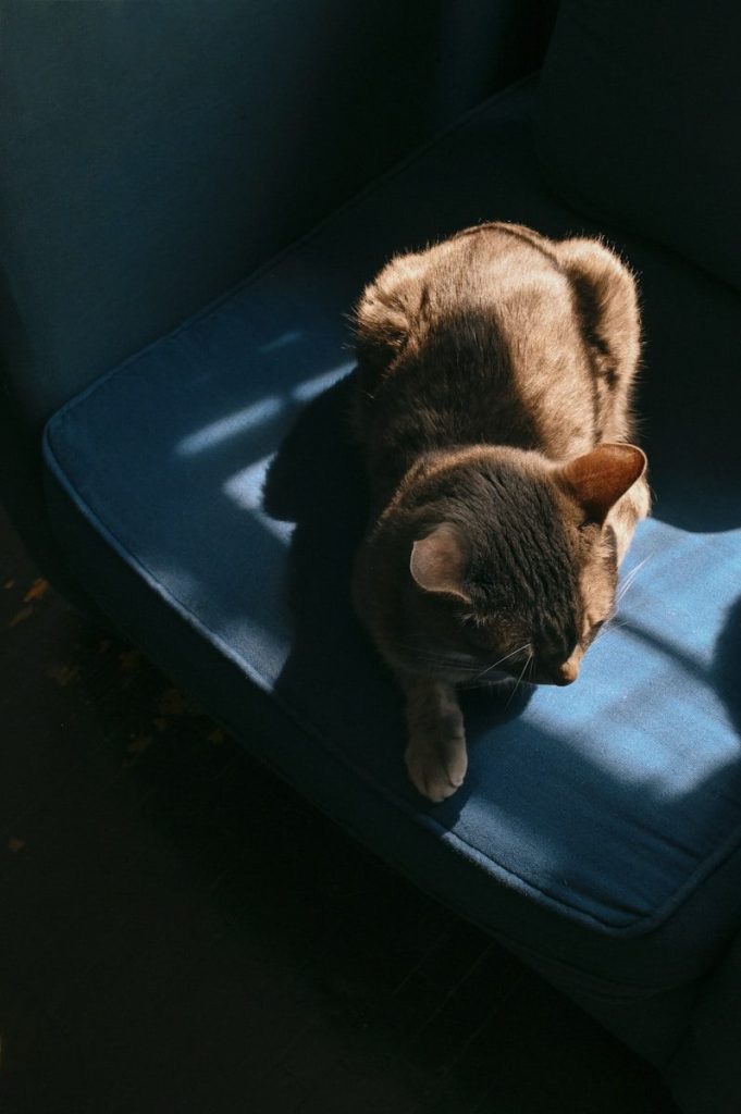 black and white cat on blue chair