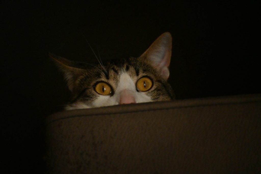 a close up of a cat with yellow eyes
