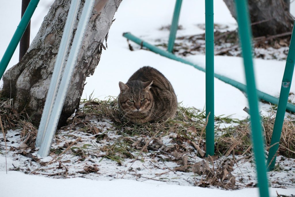 a cat sitting under a tree in the snow
