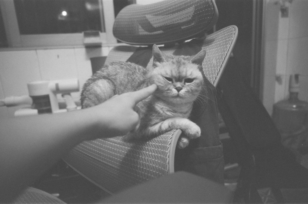 A hand gently pokes a grumpy cat on a chair.