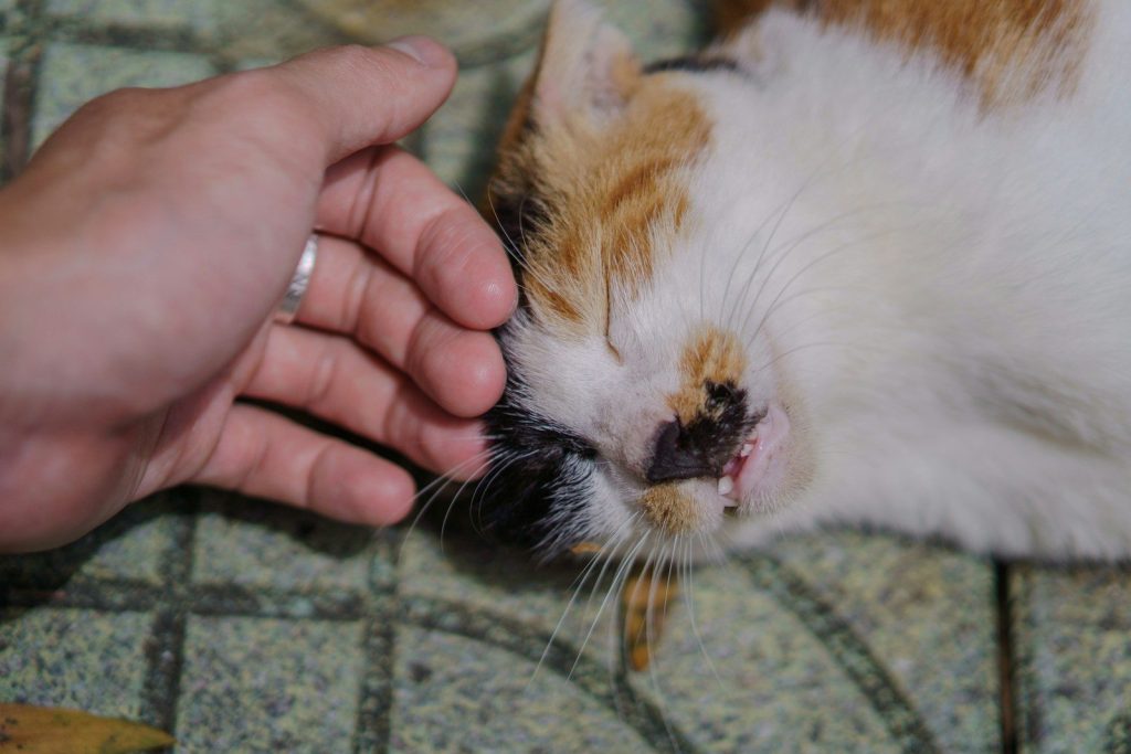A hand pets a calico cat lying down