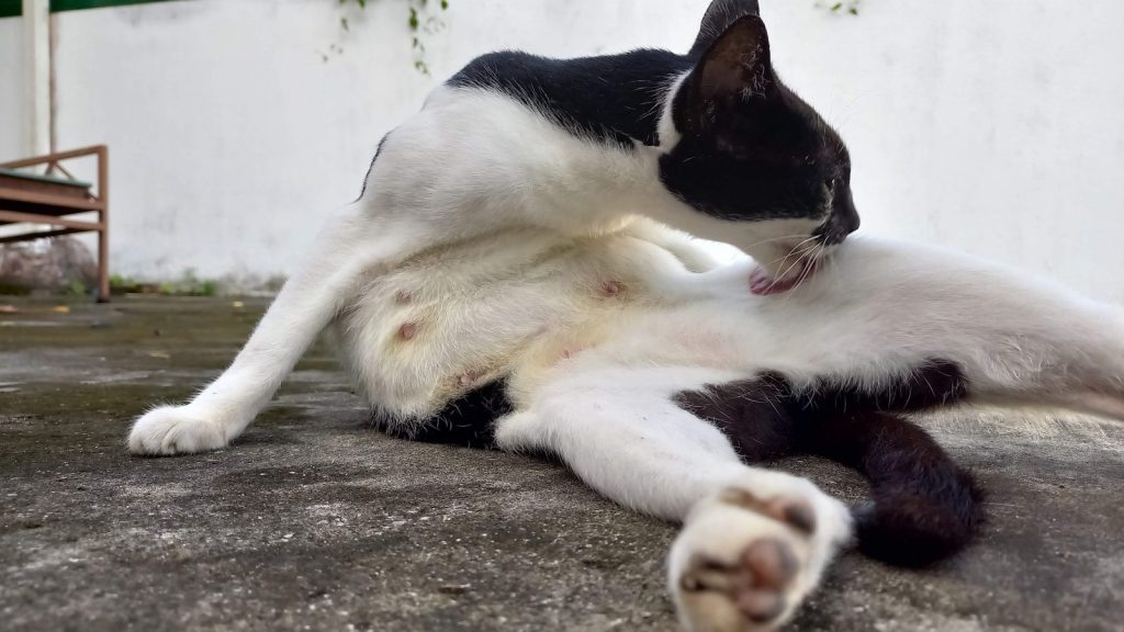 a cat lying on the ground