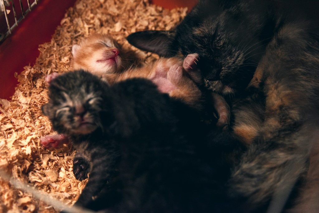 a couple of kittens are sleeping in a cage