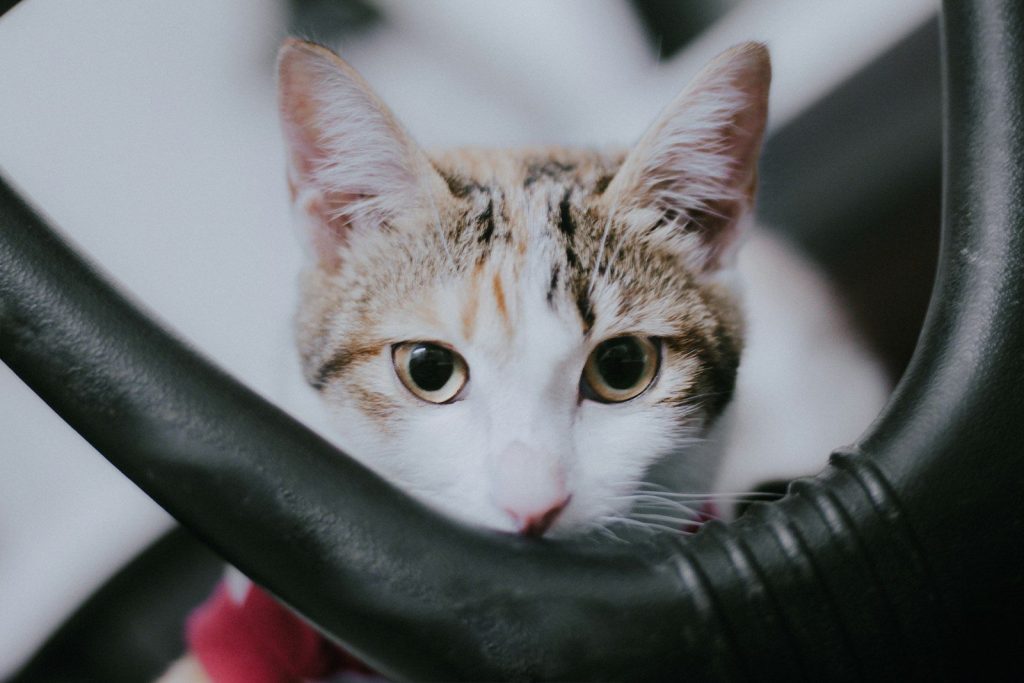a close up of a cat sitting in a chair