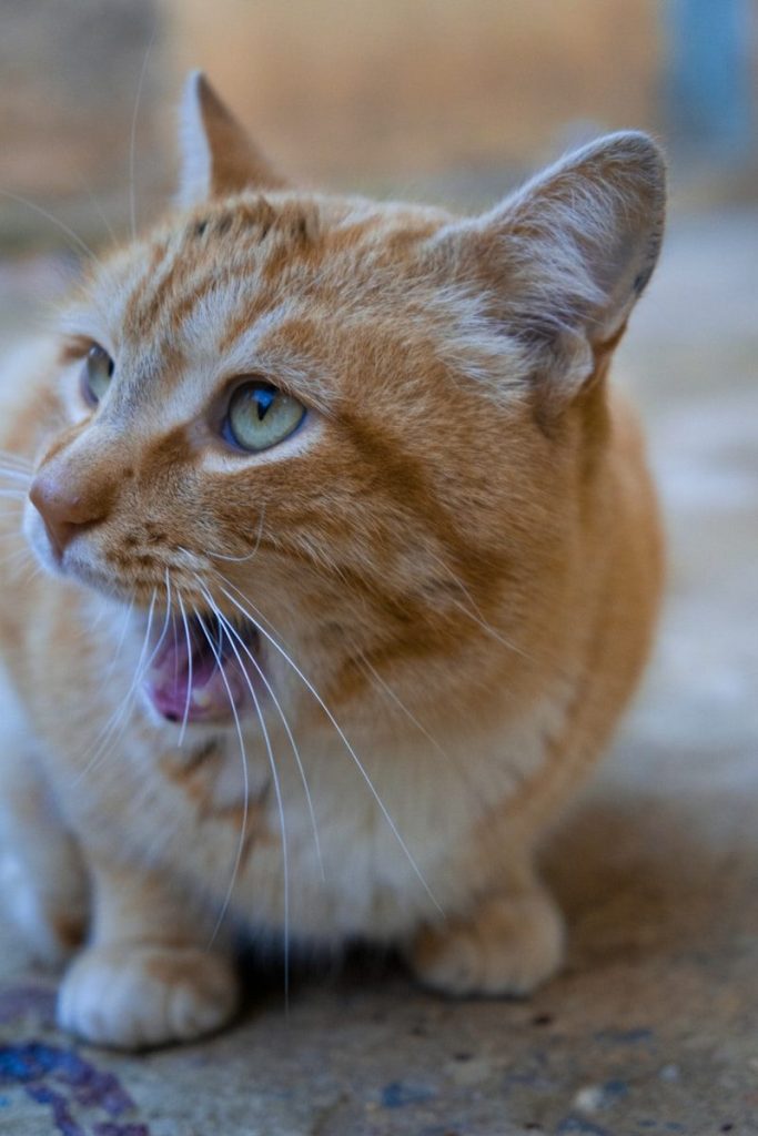 a close up of a cat with its mouth open