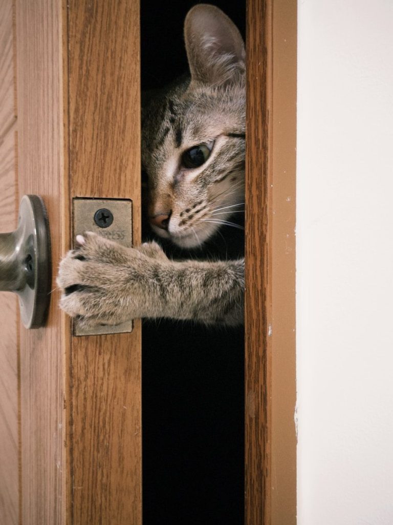 A cat is peeking out of a wooden door
