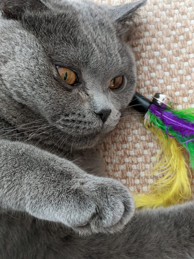 a cat playing with a toy on a couch