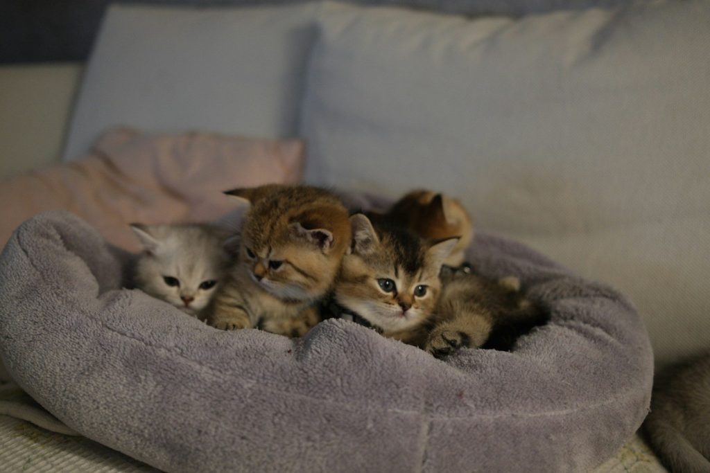 Four adorable kittens resting together in a soft bed.