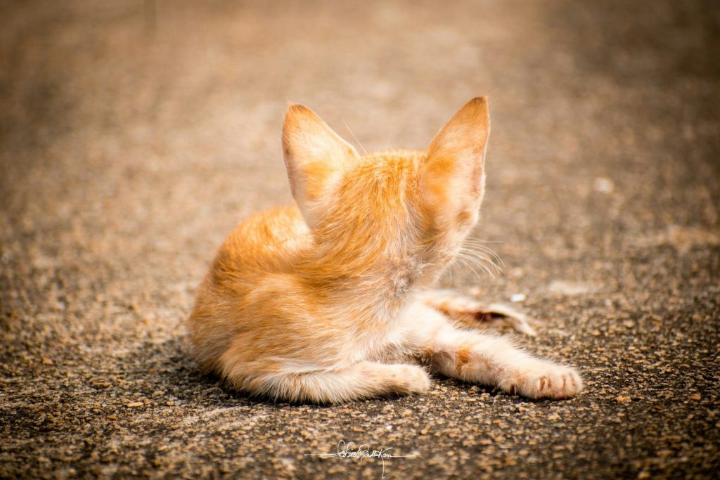 orange kitten on the ground