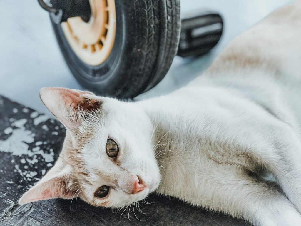 a close up of a cat laying on the ground