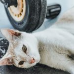 a close up of a cat laying on the ground