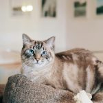brown and white cat on gray textile