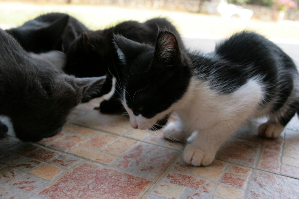 a couple of cats lying on a tile floor