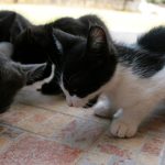 a couple of cats lying on a tile floor
