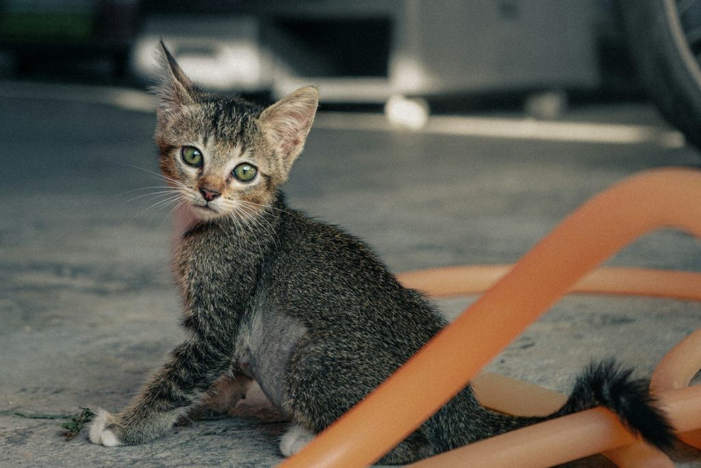 A small tabby kitten with green eyes sits outdoors.