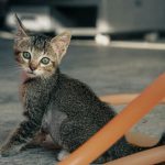 A small tabby kitten with green eyes sits outdoors.