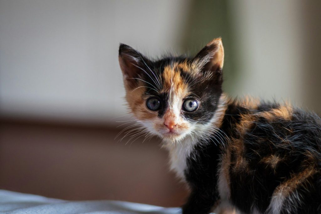 black orange and white cat on white textile