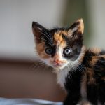 black orange and white cat on white textile