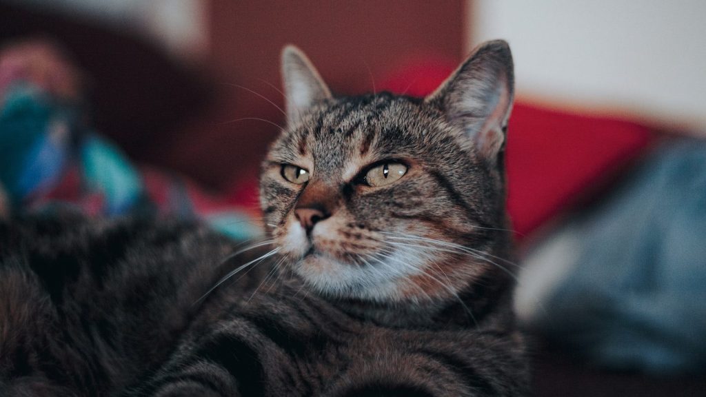 a close up of a cat laying on a bed