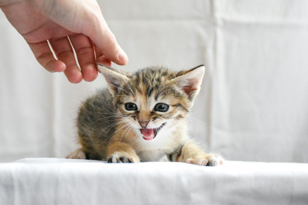 a small kitten sitting on top of a white couch
