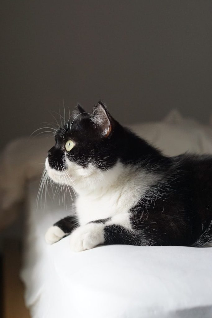 a black and white cat laying on top of a bed