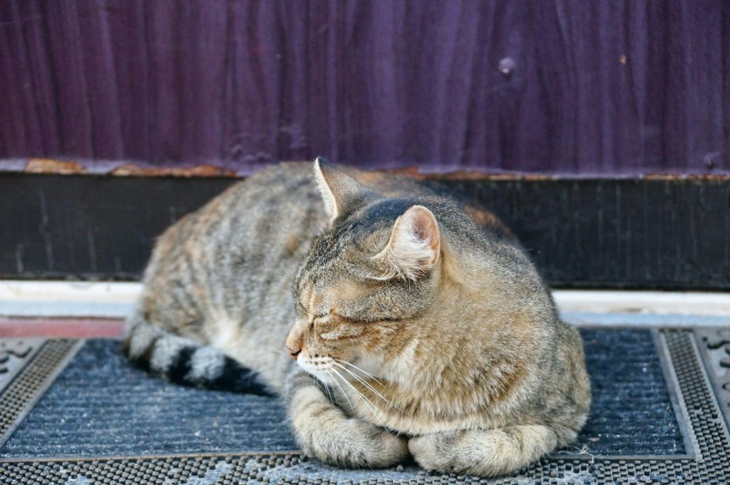 silver and brown Tabby cat on blue and gray textile