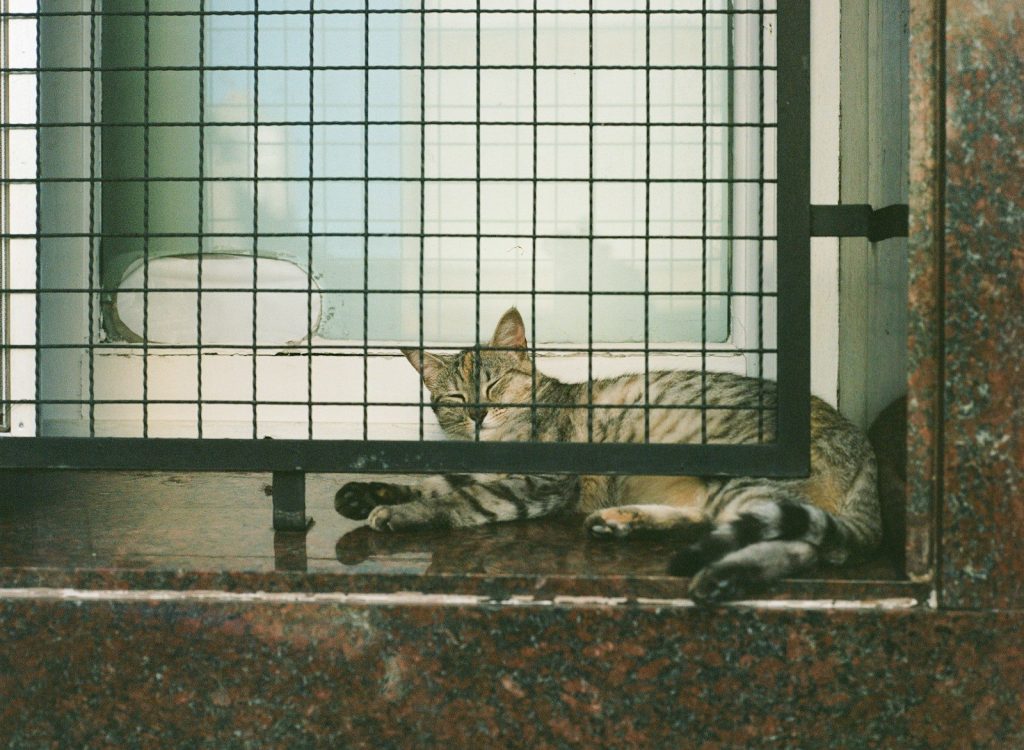 A tabby cat rests behind a metal grate.
