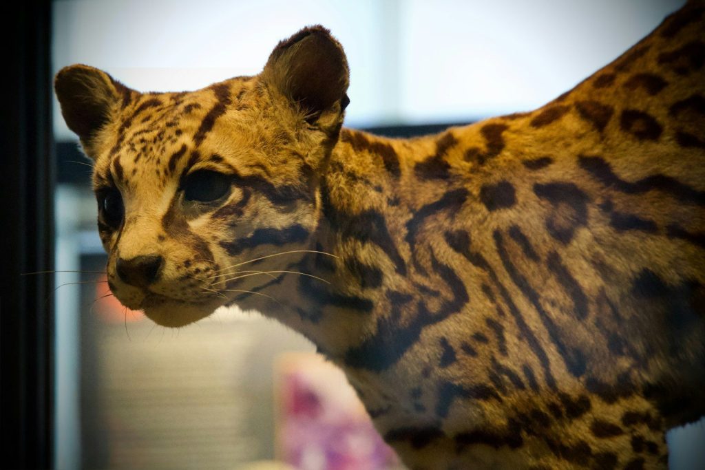 A close-up of a spotted ocelot's head and body.