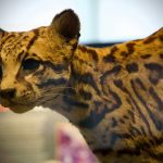 A close-up of a spotted ocelot's head and body.