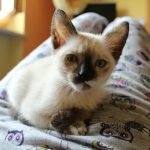 a siamese cat is laying on a bed