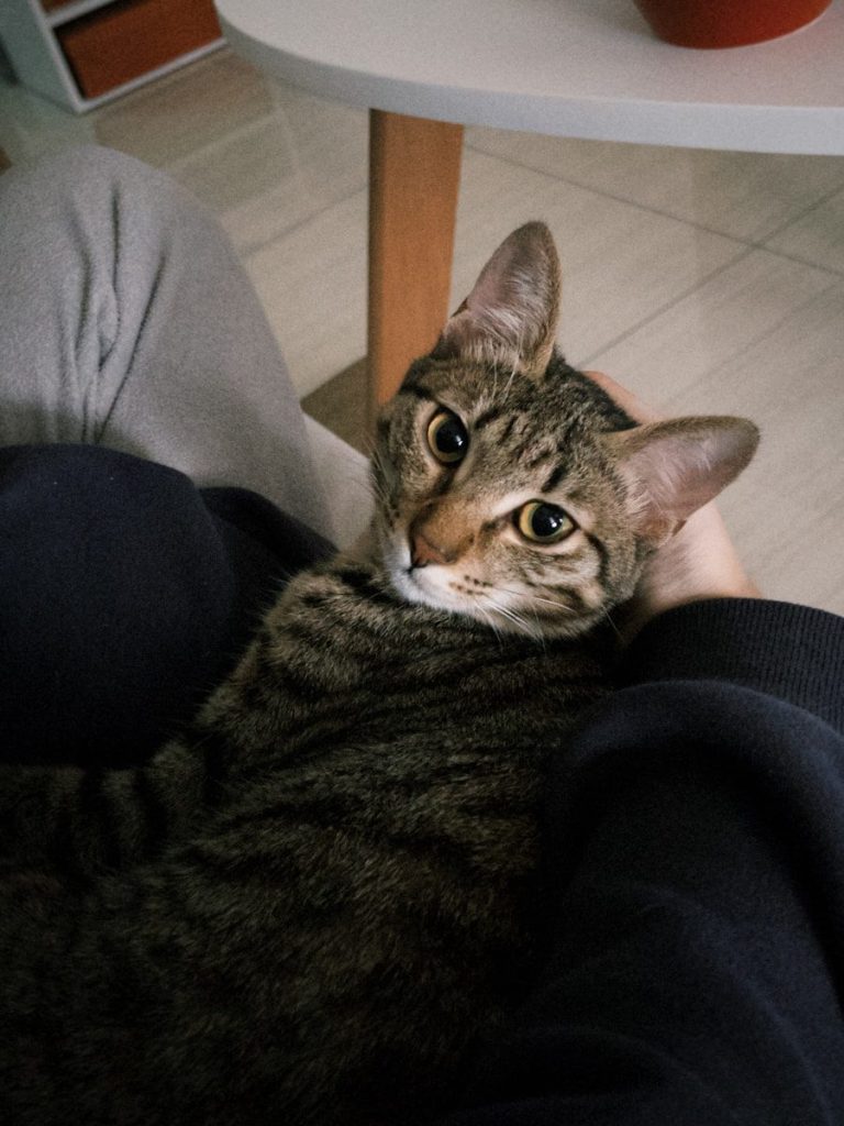 A tabby cat is sitting comfortably in lap.