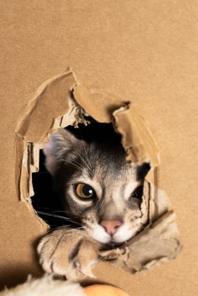 A curious kitten peeks through a hole in cardboard.