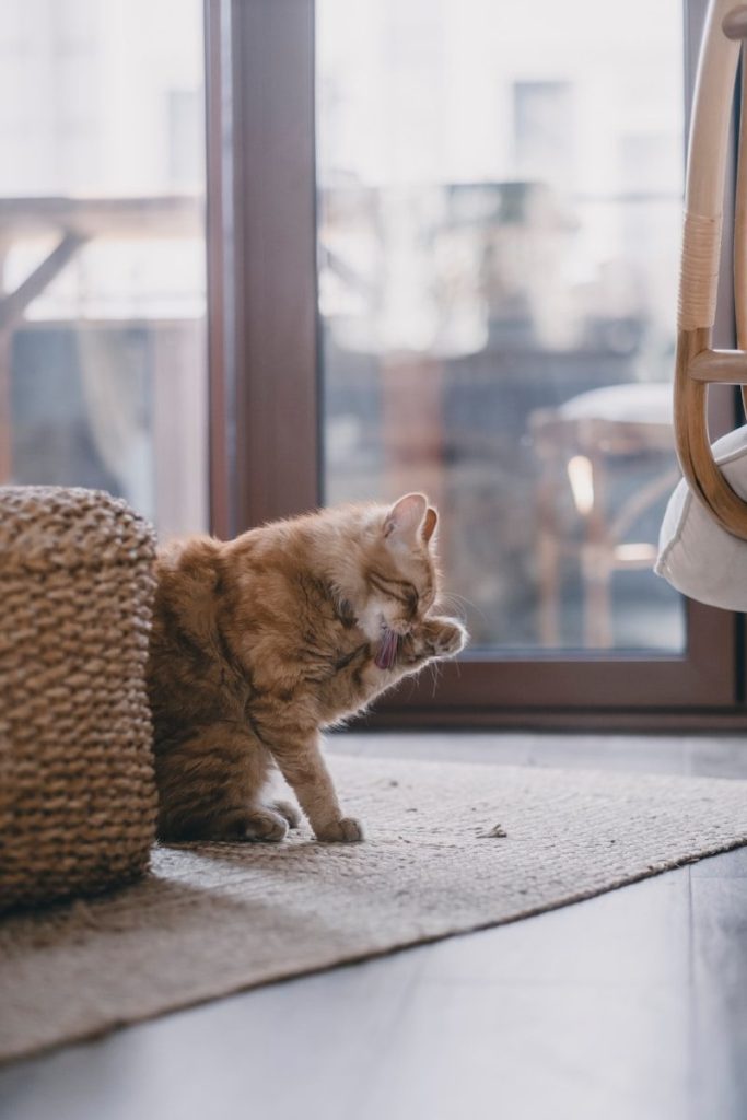 A cat sitting on the floor next to a chair