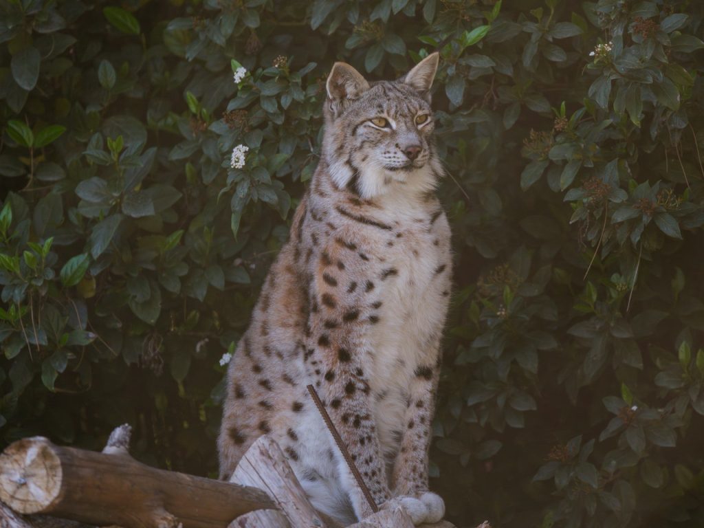A lynx sits on a log with foliage in background