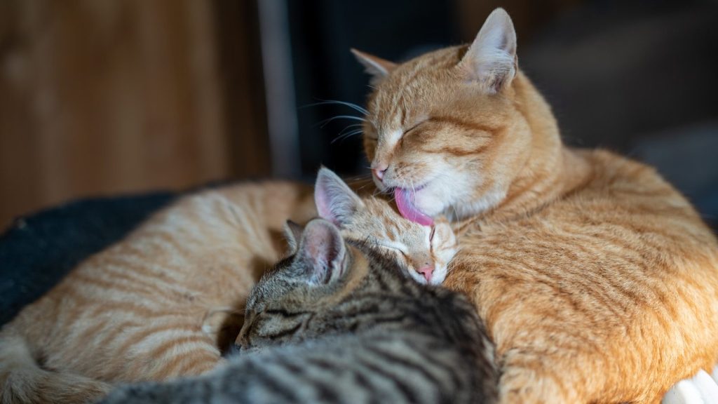 orange tabby cat lying on brown textile