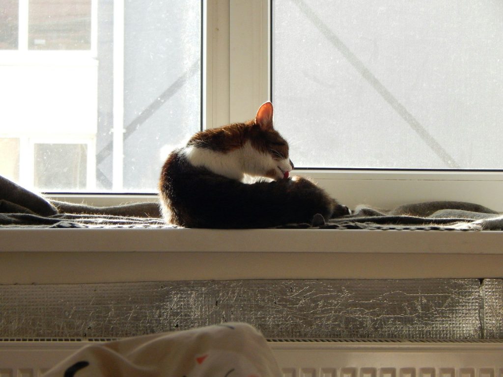 a cat sitting on top of a window sill